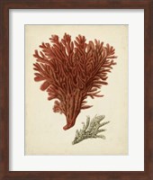 Framed Antique Red Coral V