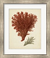 Framed Antique Red Coral V