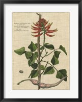 Botanical Study on Linen IV Framed Print