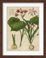 Framed Botanical Study on Linen V