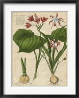 Botanical Study on Linen V Framed Print