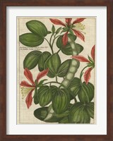 Framed Botanical Study on Linen VI