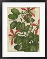 Framed Botanical Study on Linen VI