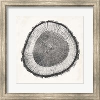 Framed Tree Ring II