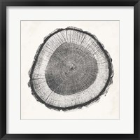 Framed Tree Ring II