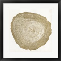 Framed Tree Ring IV