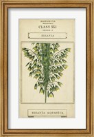 Framed Linnaean Botany I