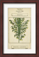 Framed Linnaean Botany I
