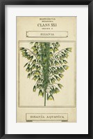 Linnaean Botany I Framed Print
