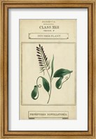 Framed Linnaean Botany II