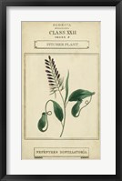Framed Linnaean Botany II