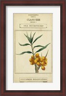 Framed Linnaean Botany III