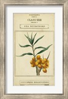 Framed Linnaean Botany III