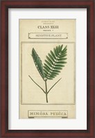 Framed Linnaean Botany IV