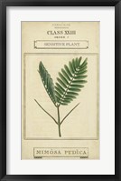 Linnaean Botany IV Framed Print