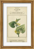 Framed Linnaean Botany V