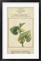 Framed Linnaean Botany V