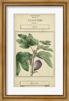 Framed Linnaean Botany VI