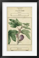Framed Linnaean Botany VI