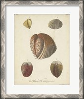 Framed Antique Knorr Shells II