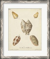 Framed Antique Knorr Shells III