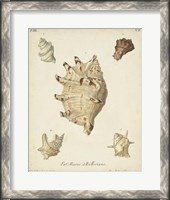 Framed Antique Knorr Shells IV