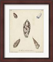 Framed Antique Knorr Shells VII