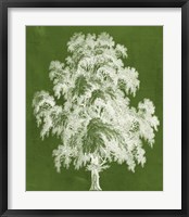 Modern Arbor II Framed Print