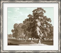 Framed Serene Trees II
