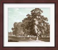 Framed Serene Trees II