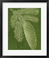 Modern Pine IV Framed Print