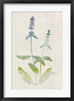 Framed Watercolor Plants IV
