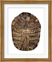 Framed Tortoise Shell Detail I
