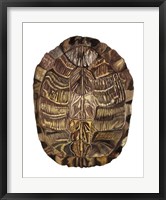 Tortoise Shell Detail I Framed Print