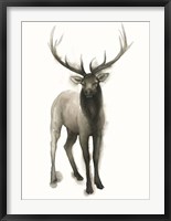 Majestic Wildlife II Framed Print