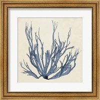 Framed Coastal Seaweed I