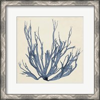 Framed Coastal Seaweed I