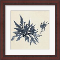 Framed Coastal Seaweed VII