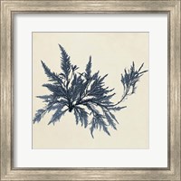 Framed Coastal Seaweed VII