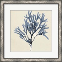 Framed Coastal Seaweed VIII