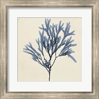 Framed Coastal Seaweed VIII