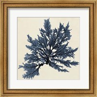 Framed Coastal Seaweed IX