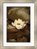 Framed Lily Pad Duo II