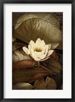 Lily Pad Duo II Framed Print