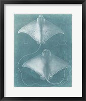 Morning Swim I Framed Print