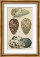 Framed Antique Bird Egg Study I