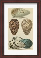 Framed Antique Bird Egg Study I
