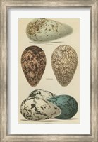 Framed Antique Bird Egg Study I