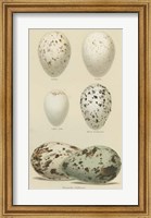 Framed Antique Bird Egg Study II