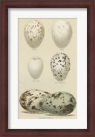 Framed Antique Bird Egg Study II